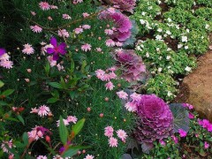 冬天的小院最適合養(yǎng)這10種植物！