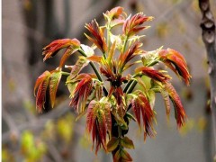 教大家如何種植有機(jī)蔬菜水培_三種適合水培蔬菜種類介紹