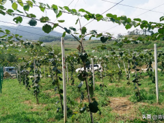 研究獼猴桃種植技術的要點值得關注