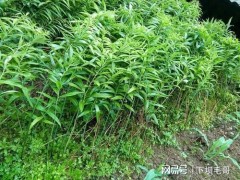 “農(nóng)村常見(jiàn)名貴藥材黃精，當(dāng)下很多人種植，如何施肥呢？”