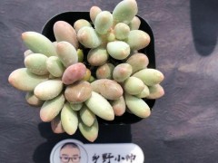 “分享超萌多肉，皮實(shí)好養(yǎng)，超高的顏值”