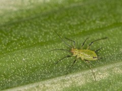 “什么農(nóng)藥防治蚜蟲(chóng)效果最好”