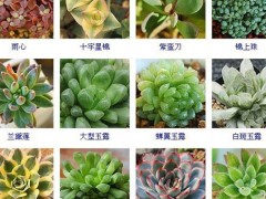 “144種多肉植物名稱大全，常見(jiàn)品種”